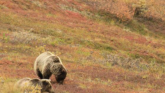 Grizzlybären in Alaska