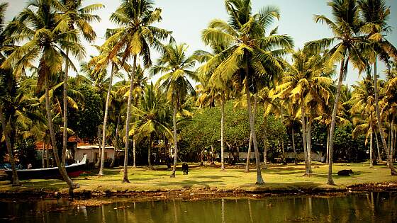Backwaters in Südindien