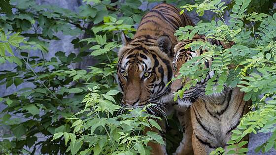 Sumatra-Tiger, Indonesien