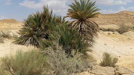 in der Wüste Negev, Israel