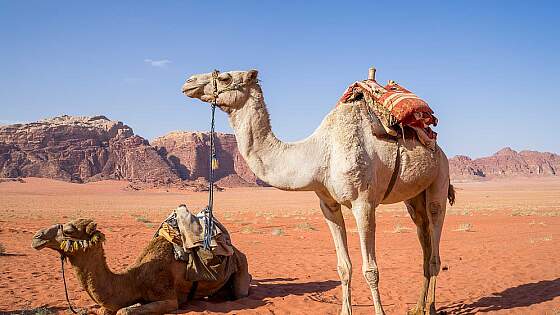 Kamele im Wadi Rum, Jordanien