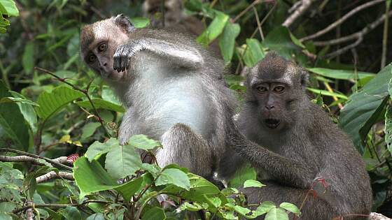 Malaka-Affen auf Sabah - Borneo, Malaysia