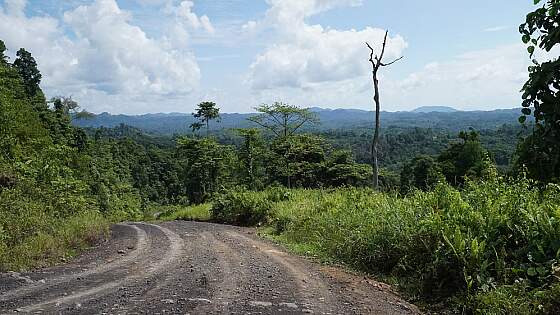 Regenwald auf Sarawak, Malaysia