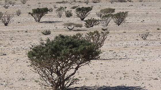 Weihrauchbaum in der Region Dhofar