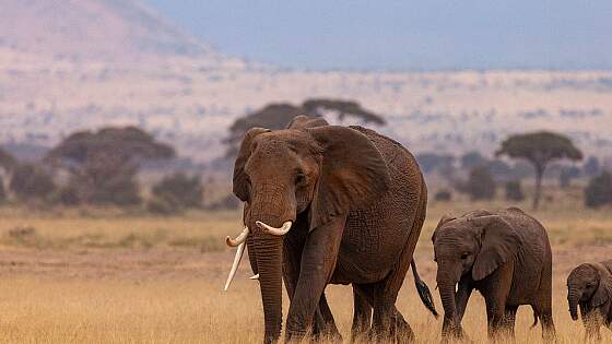 Elefantenherde im Nationalpark in Kenia