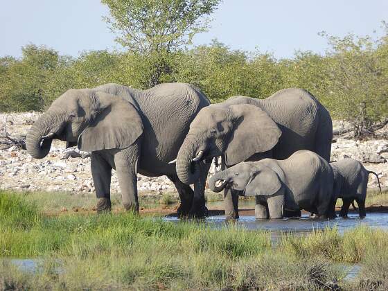 Elefanten im Etosha Nationalpark, Namibia