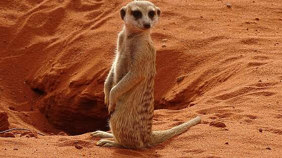 Erdmännchen in der Kalahari, Namibia