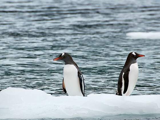 Pinguine in der Antarktis