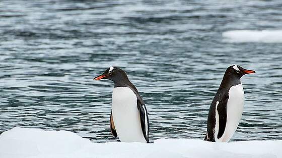 Pinguine in der Antarktis