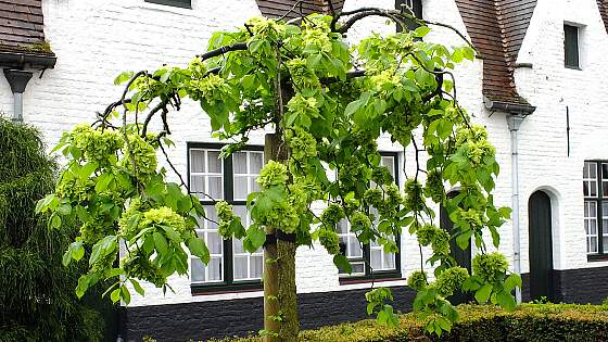 Innenhof im Beginenhof in Brügge, Flandern