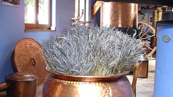 Lavendel aus der Provence, Südfrankreich