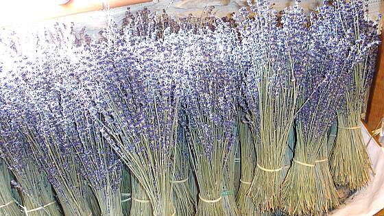 getrockneter Lavendel aus der Provence