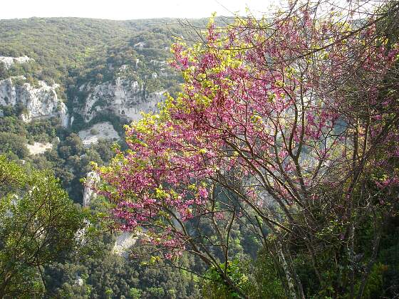 Frühling an der Ardeche in Südfrankreich