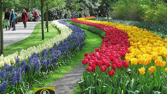 Rheinkreuzfahrten nach Holland: Tulpen im Keukenhof