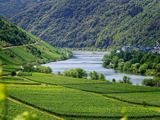 Moselkreuzfahrten: Weinberge an der Mosel