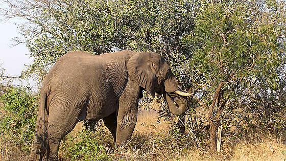 Elefant im Krüger Nationalpark