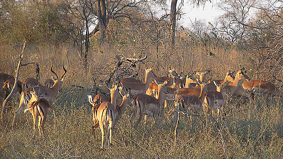 Antilopen im Etosha Nationalpark