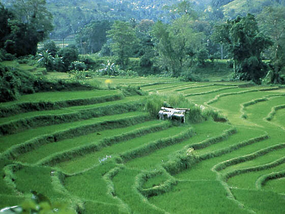 Teeplantage auf Sri Lanka