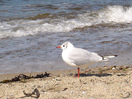 Möwe an der Nordsee