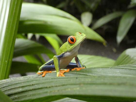 Natur in Costa Rica: Frosch