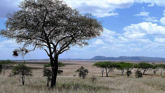 Nationalpark Tansania