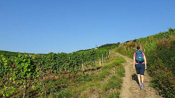 Rheinsteig bei Rüdesheim