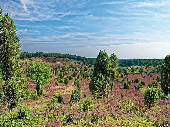 Heidelandschaft der Lüneburger Heide