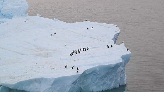 Pinguine in der Antarktis