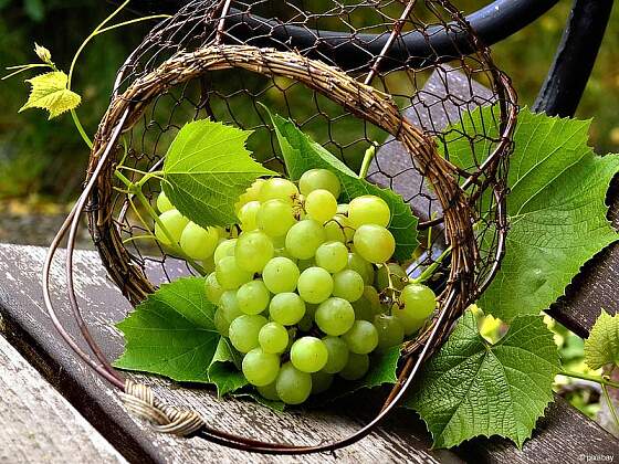 Weine aus dem Elsass