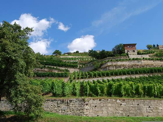 Weinberge bei Freyburg / Unstrut