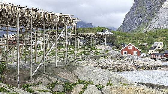 Stockfisch auf den Lofoten